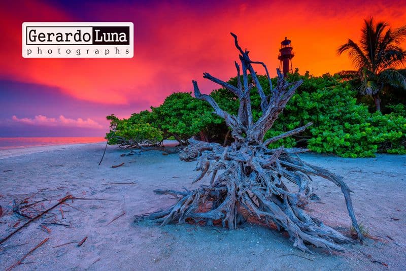 Fine Art & Nature